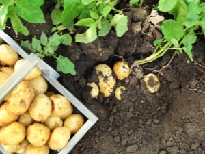  What to plant next to potatoes next door?