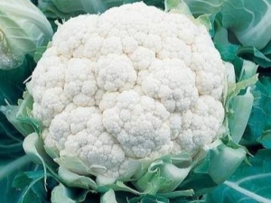  Snowball Cauliflower: features of the variety and cultivation