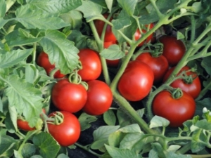  Determinant varieties of tomatoes: description, breeding and care