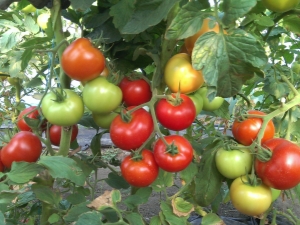  Characteristics and description of tomato varieties Red Guard F1