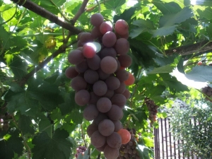  Characteristics and features of the grape Ruta