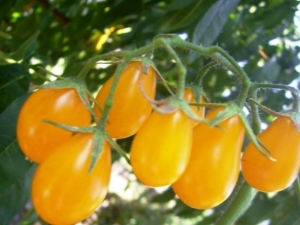  Characteristics and yield of tomato varieties Honey drop F1