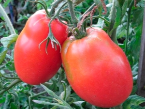  Characteristic varieties of tomatoes Fighter