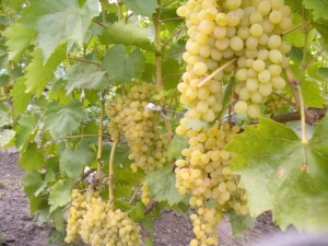  Characteristics of grapes Rusbol