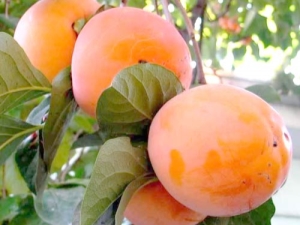  Persimmon Rossiyanka: opis odmiany i zasad uprawy