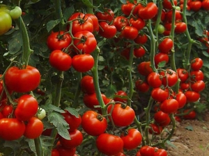  Indeterminate varieties of tomatoes: what it is and how to grow them?