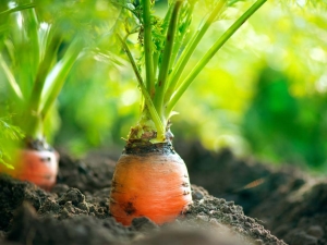  How to plant carrots without further thinning?