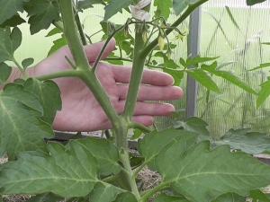  How to form tomatoes in 2 stalks?