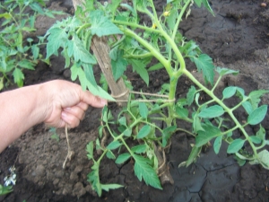  How to tie up tomatoes in the greenhouse?