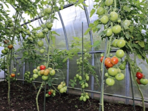  How to water the tomatoes in the greenhouse?