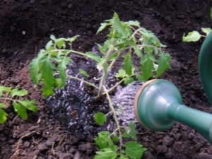  How to water the tomatoes?