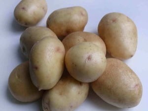  How to grow potato varieties Nevsky?