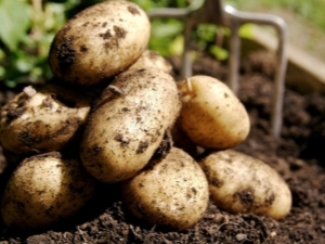  How to grow potatoes Veneta?