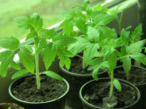  How to temper tomato seedlings at home?