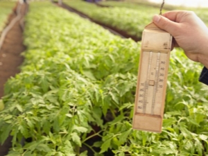  What should be the temperature in the greenhouse for tomatoes?