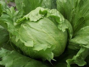 Cabbage 