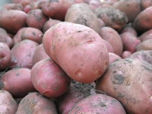  Hôtesse de la pomme de terre: caractéristiques, plantation et soin