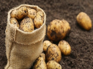  Queen Anne Potatoes: features and cultivation