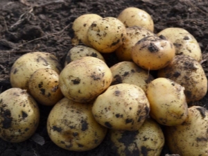  Potato Leader: features of the variety and cultivation