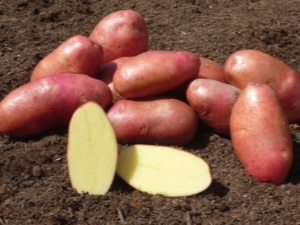  Red Fantasy Potatoes: variety description, cultivation and care