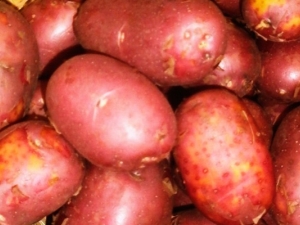  Red Sonia potatoes: description and cultivation guidelines