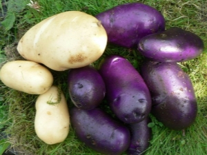  Cornflower Potatoes: Variety Characterization and Cultivation