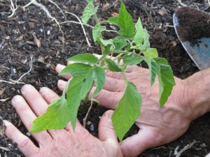  When and how to plant tomatoes in the greenhouse?