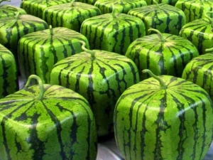  Square watermelon: what is it and how to grow?