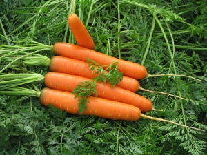  Carrots Canada F1: description and tips for growing