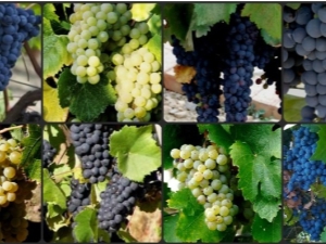  Muscat grapes: features, planting and care