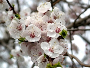  Apricot does not bloom: the reasons for the lack of ovaries and ways to ensure fruiting