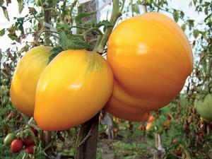  Description and rules of cultivation of tomato Honey Spas