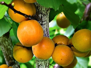  Description varieties of apricots Aquarius