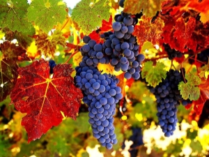  Description of grapes for northern latitudes