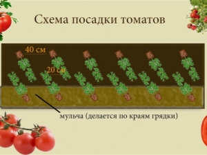  A paradicsom ültetésének főbb rendszerei az üvegházban