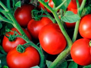  Features hybrid varieties of tomatoes Linda F1