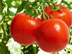  Features and rules of cultivation of tomatoes Nicola