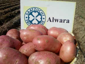  Features and technology of growing varieties of potatoes Alvar