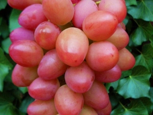  Features of the Sofia fruit grape variety