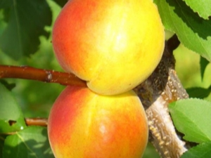  Features varieties of apricots Akademik