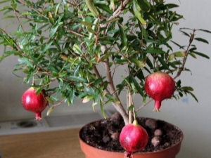  Features of growing pomegranate from the bone at home