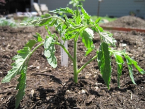  Tomato seedlings do not grow well: we understand the causes and correct the situation