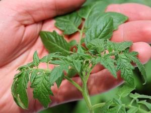  Why are tomato seedlings thin and pale and what to do?