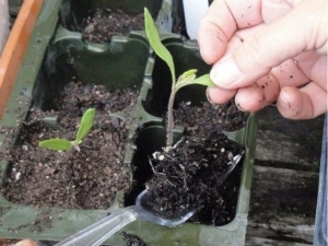  Why does tomato seedlings fade?