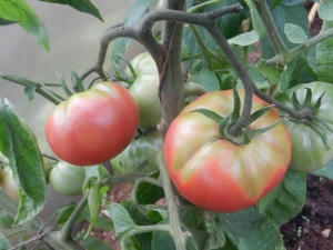  Why do tomatoes turn yellow in a greenhouse?