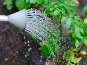  Watering potatoes in open ground: features and timing