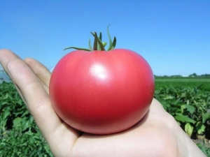  Pink Paradise Tomatoes: Features of the Variety and Cultivation Subtleties