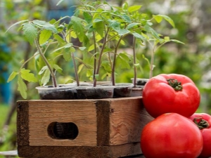  After what crops can you plant tomatoes?