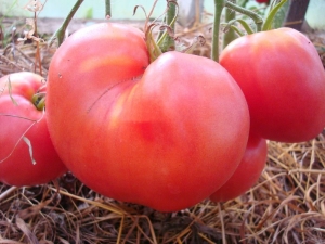  Tomato growing rules