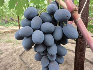  Secrets of the cultivation of grapes Buffet